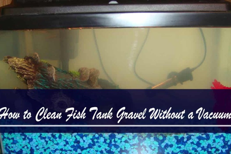 how to clean fish tank gravel without a vacuum